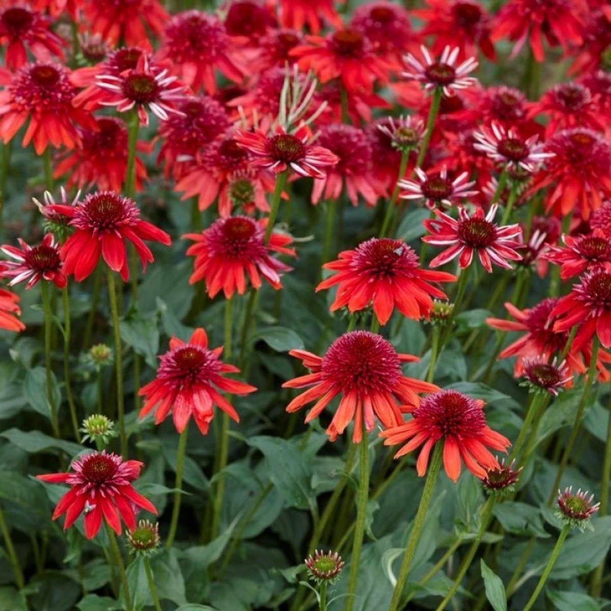 6 x Zonnehoed Eccentric Rood - Vaste Plant Winterhard - Echinacea 'Eccentric' in 9x9 pot met hoogte 0-10cm