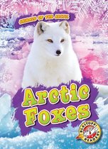 Animals of the Arctic - Arctic Foxes