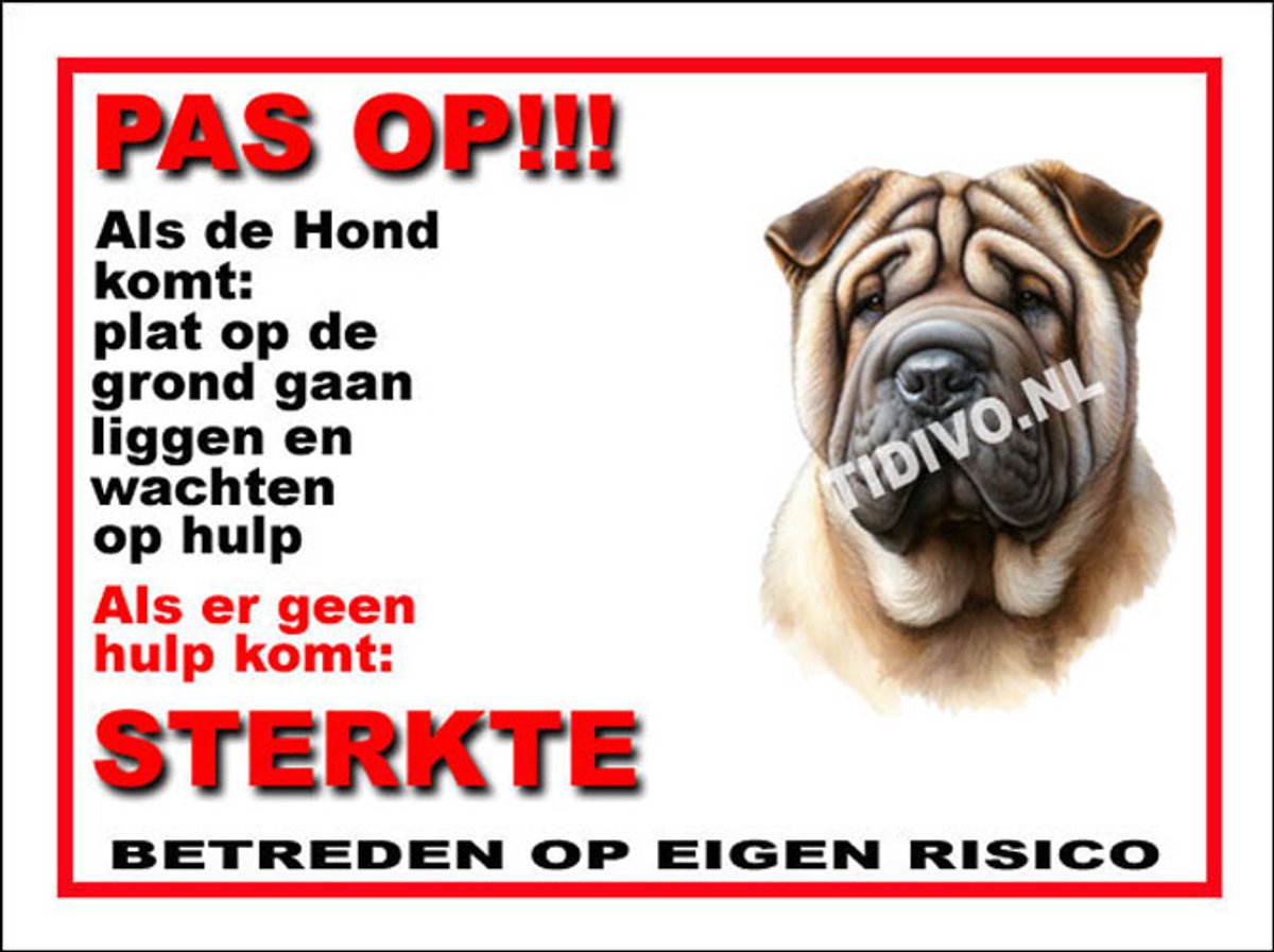 Shar-Pei 12