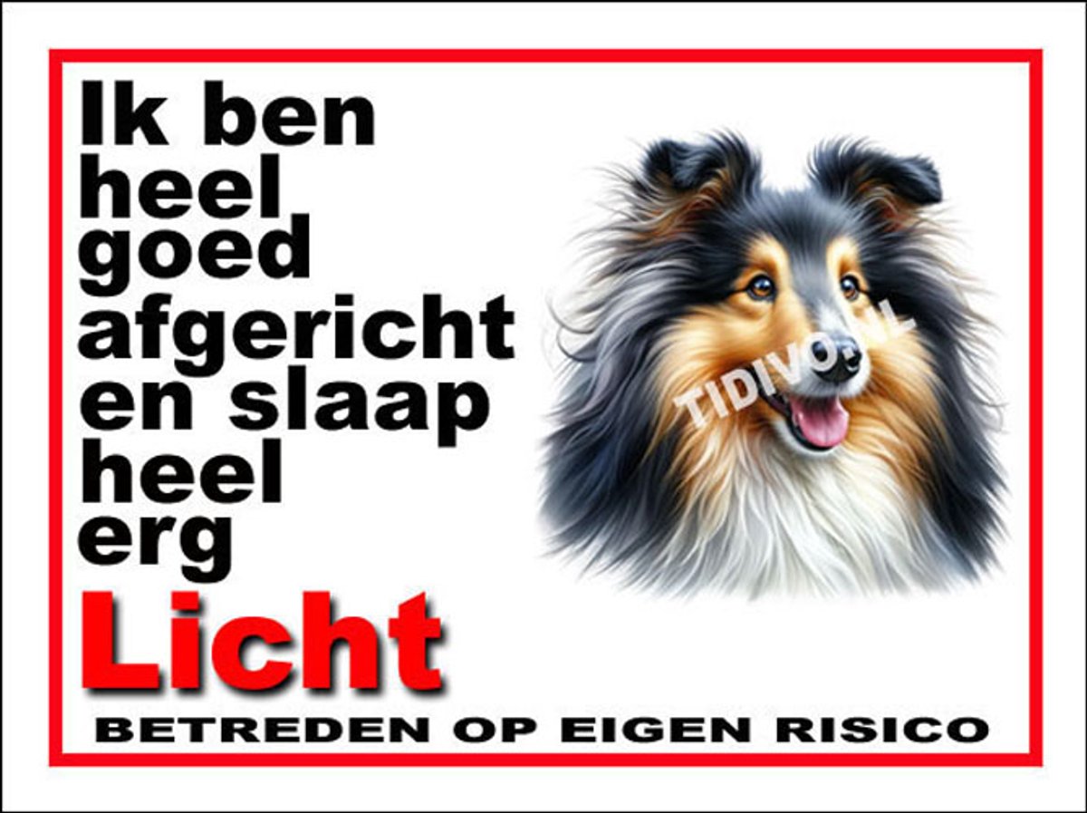 Shetland Sheepdog 4