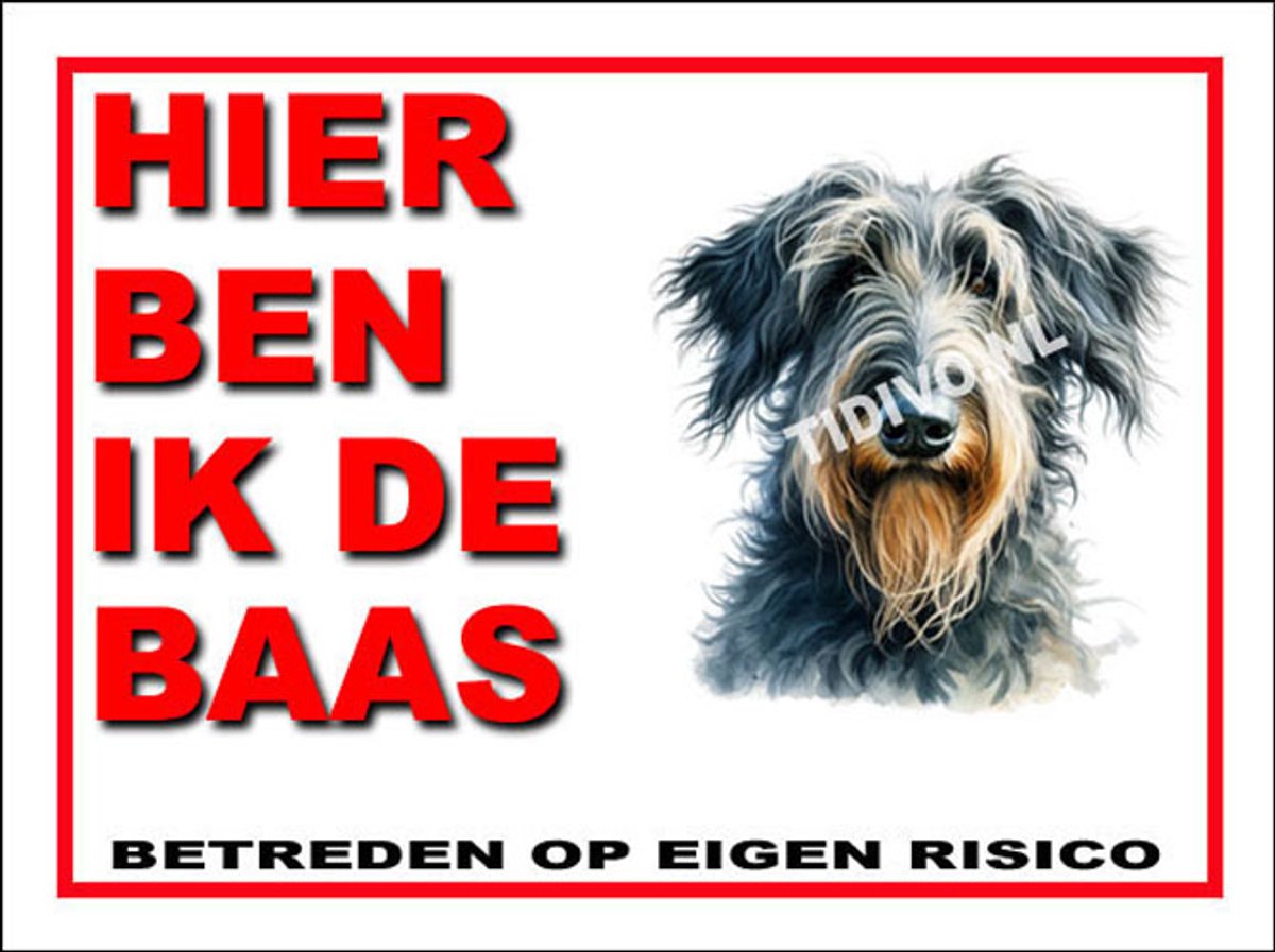 Schotse Deerhound 2