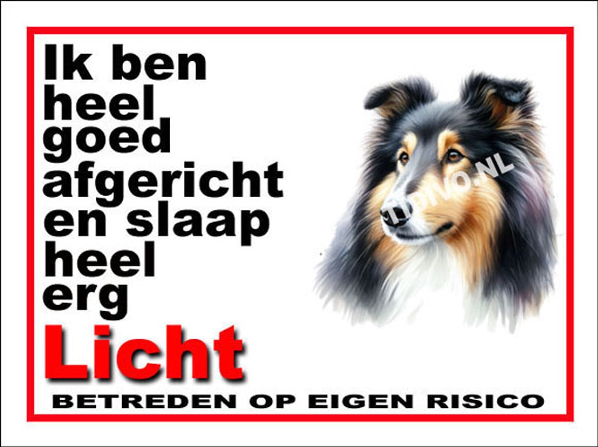 Schotse Collie 4