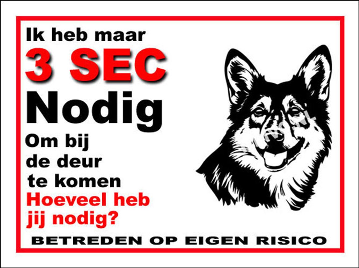 Swedish Vallhund 6