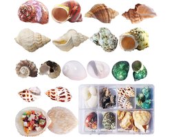 Hermit Crab 17 Pcs (9 Types) Medium Small Growth Turbo Sea Shells Natural Seashells for Coastal Decorations Beach Seashell for Crafts Beach Theme Party (3-9cm)