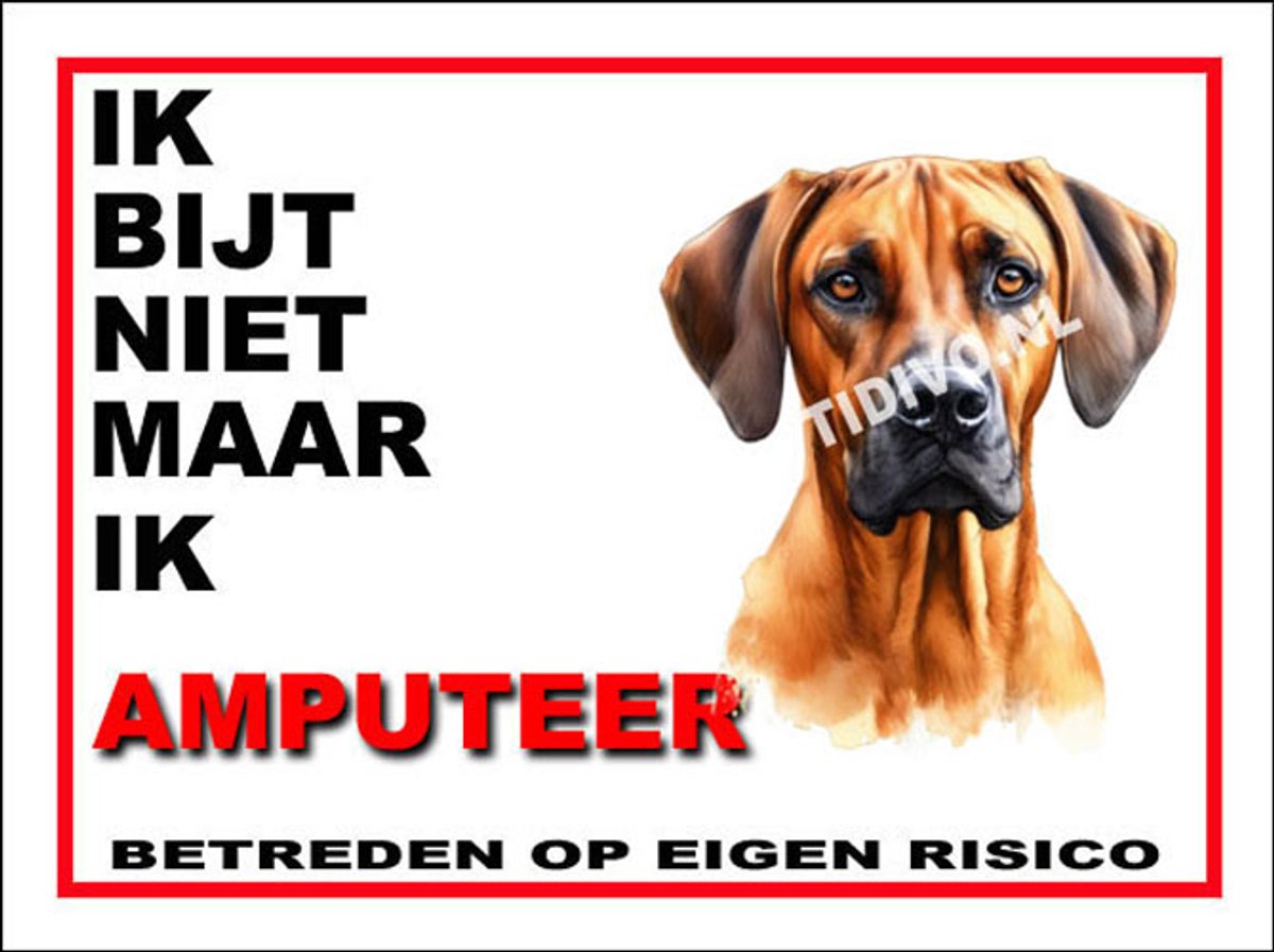 Rhodesian Ridgeback 5