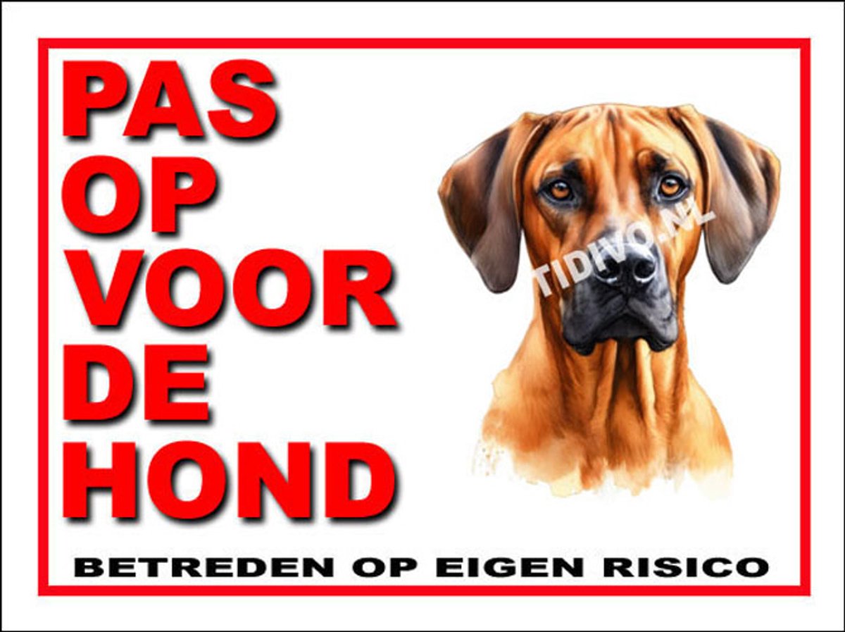 Rhodesian Ridgeback 13