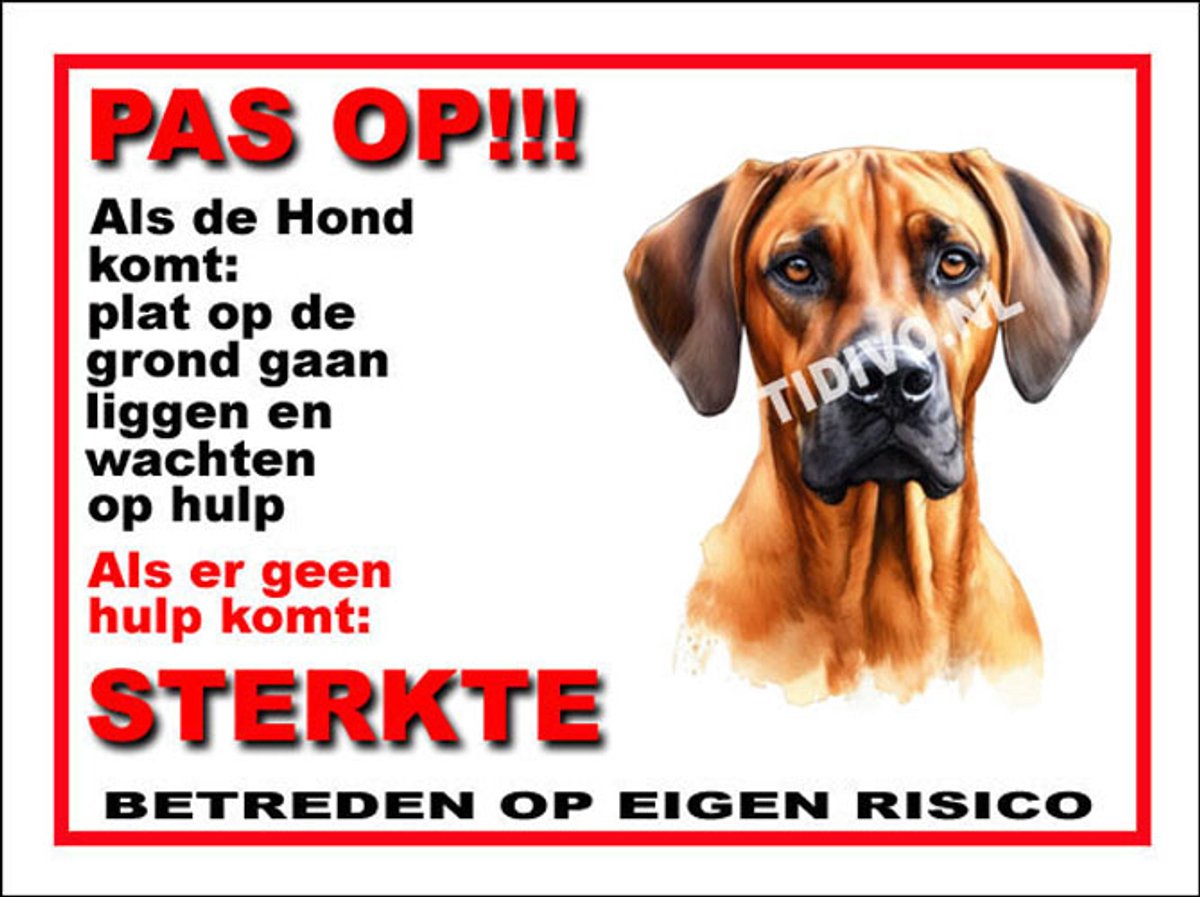 Rhodesian Ridgeback 12