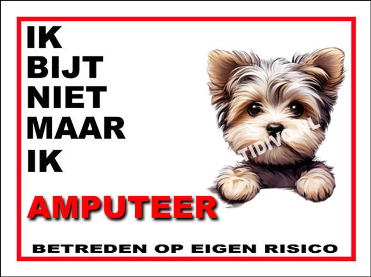 Morkie 6