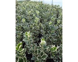 24x Euonymus jap. Kathy - haagplant - witbont - buxus vervanger