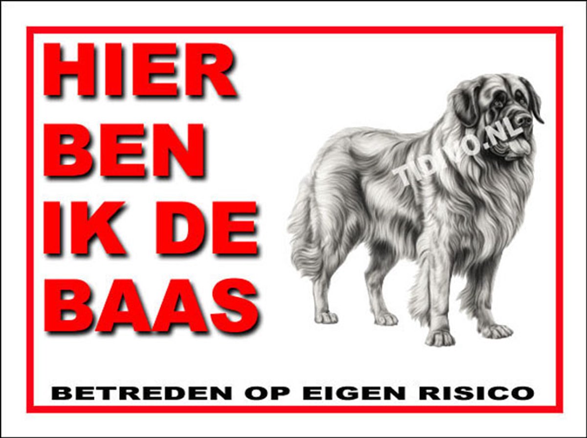Leonberger 2