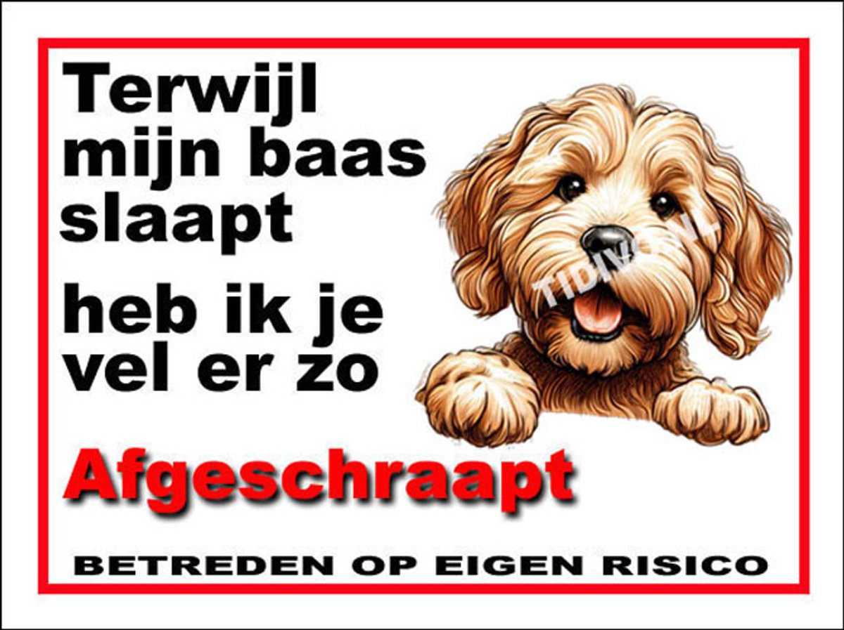 Labradoodle 15