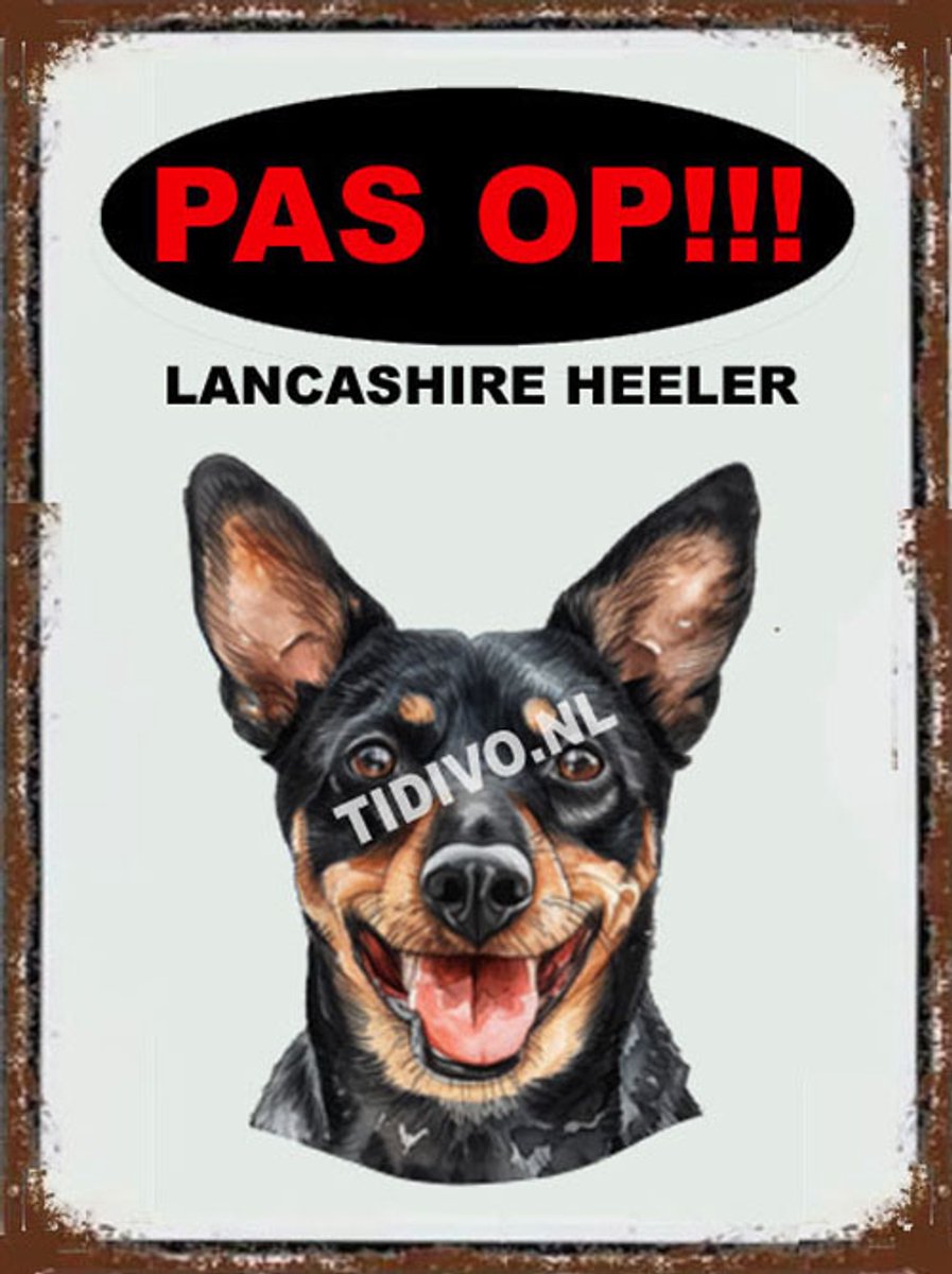 Lancashire Heeler 17