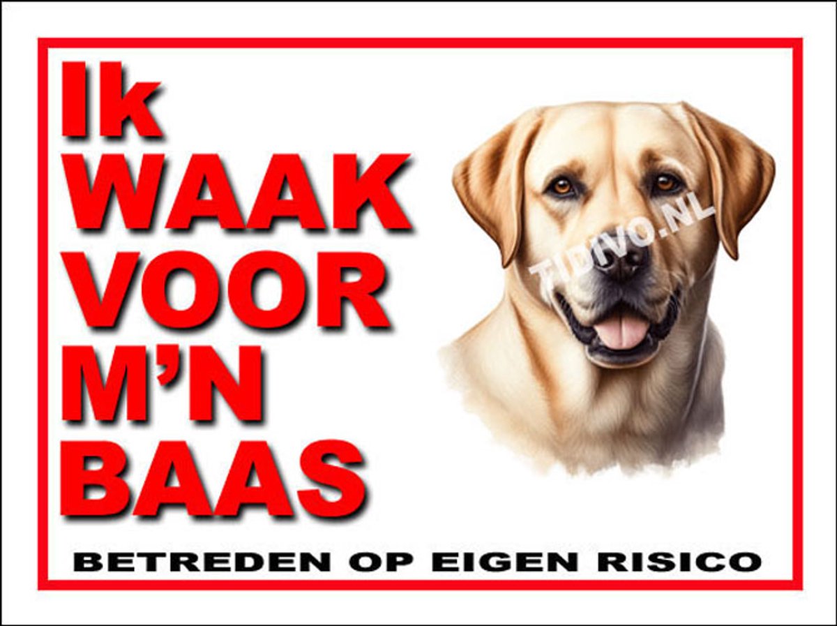 Labrador Retriever 9