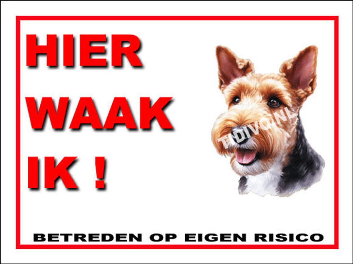 Welsh Terrier 3