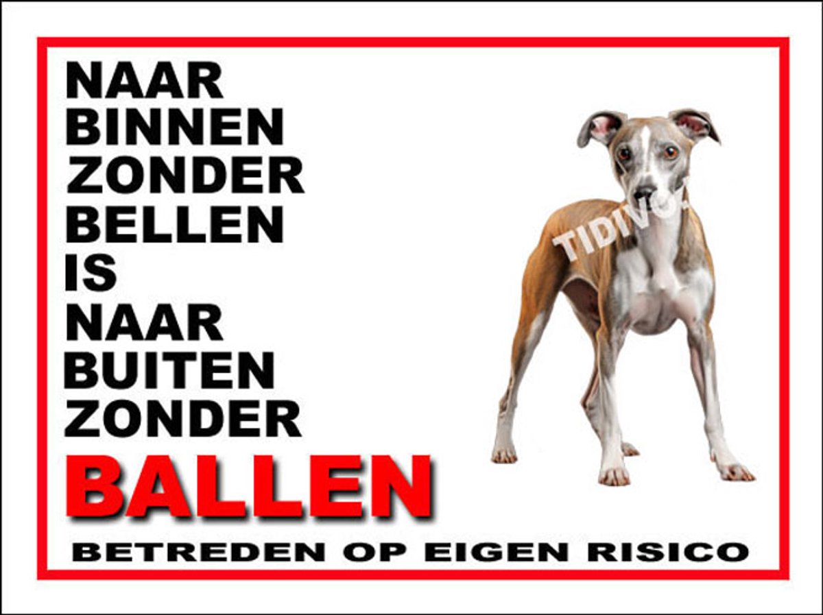 Whippet 11