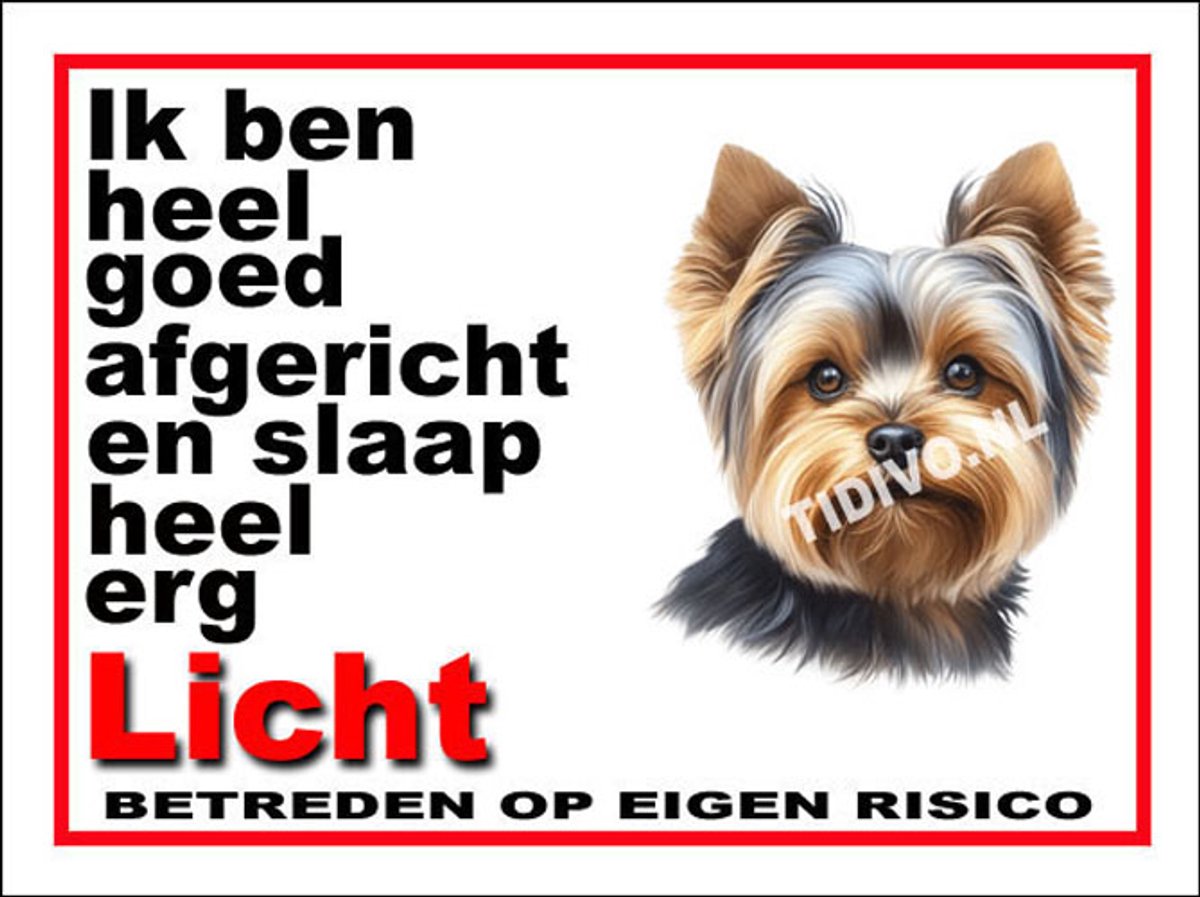 Yorkshire Terrier 4