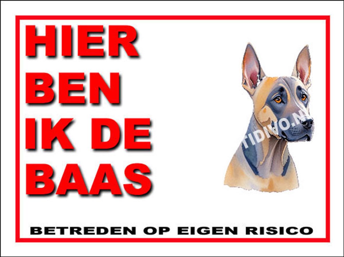 Thai Ridgeback Dog 2