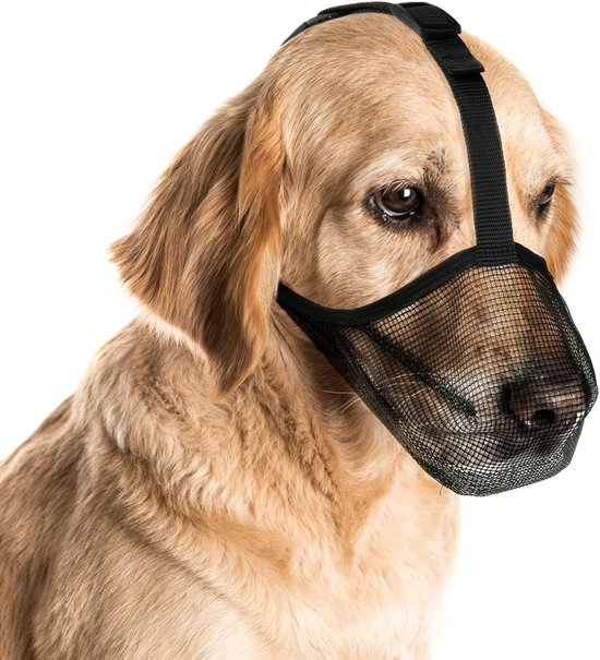 Wanneer beginnen honden te blaffen? Inzicht in de leeftijd waarop Wanneer beginnen honden te blaffen? Inzicht in de leeftijd waarop