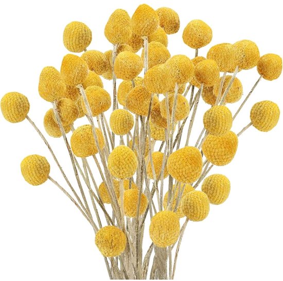 SBSG Gedroogde Natuurlijke Lisdodde - 20st Voor DIY Bloemstukken En Home Office Decor 17 Inch Lengte