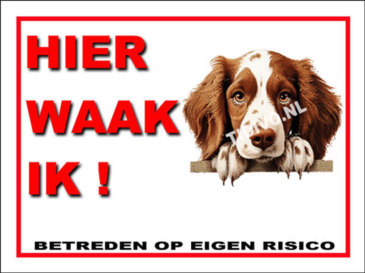 Welsh Springer Spaniel 3