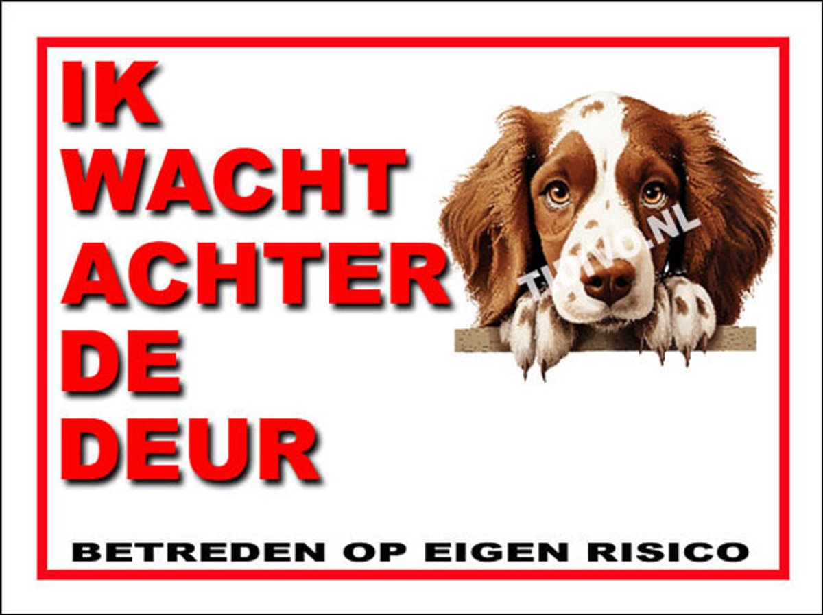 Welsh Springer Spaniel 10