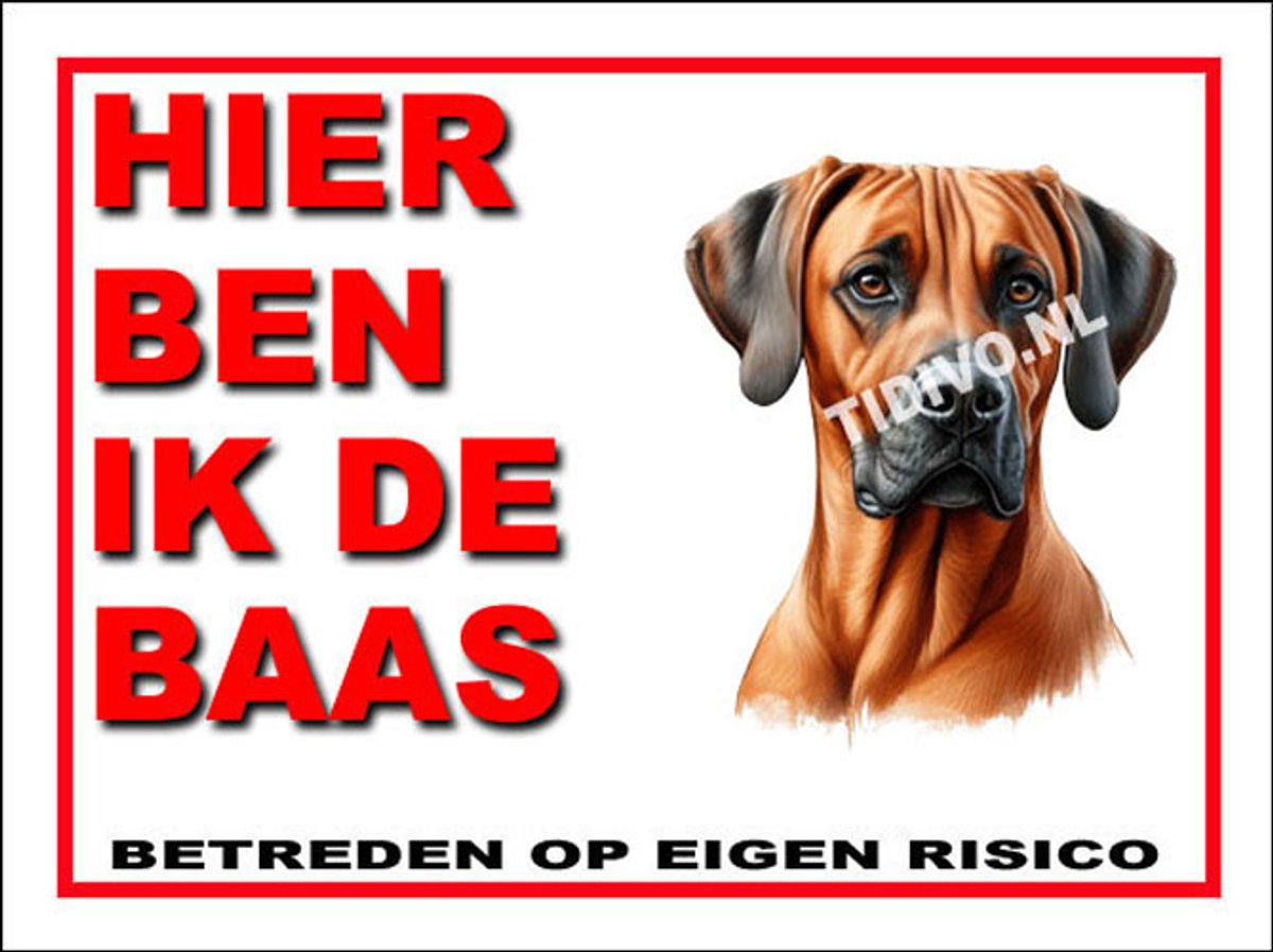 Weimaraner Rhodesian Ridgeback 2