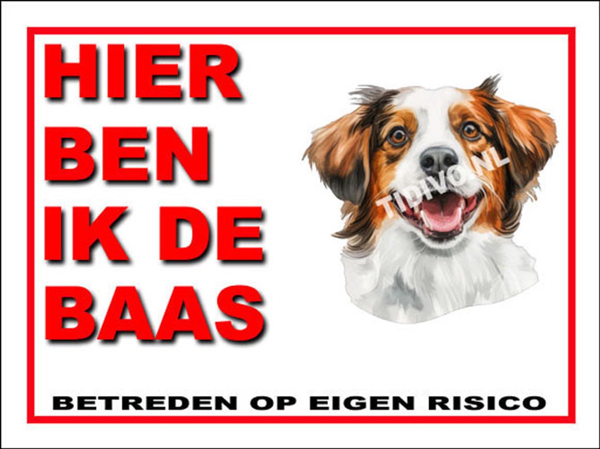 Kooikerhondje 2