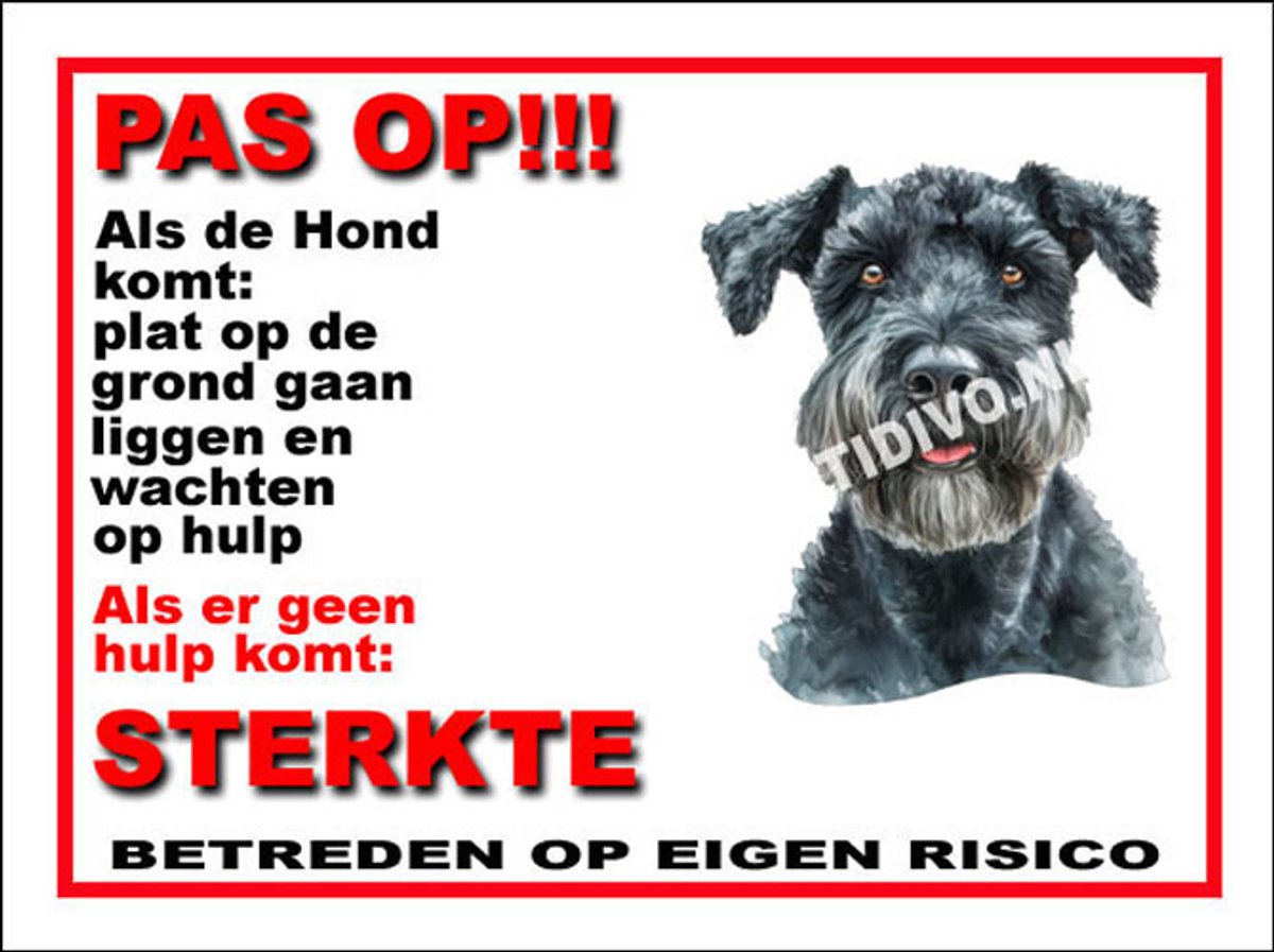 Kerry Blue Terrier 12