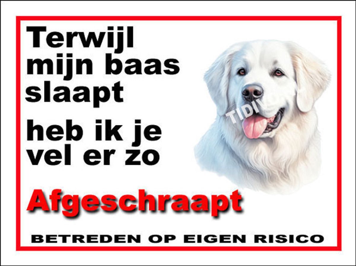 Kuvasz 15