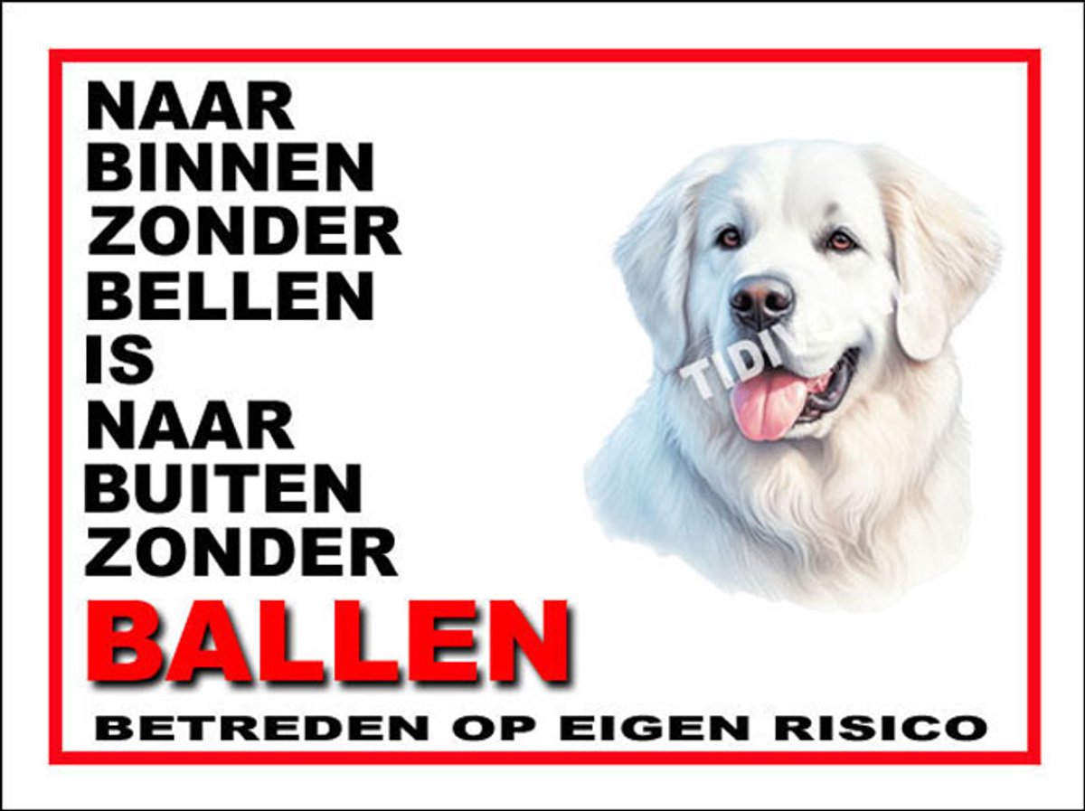 Kuvasz 11