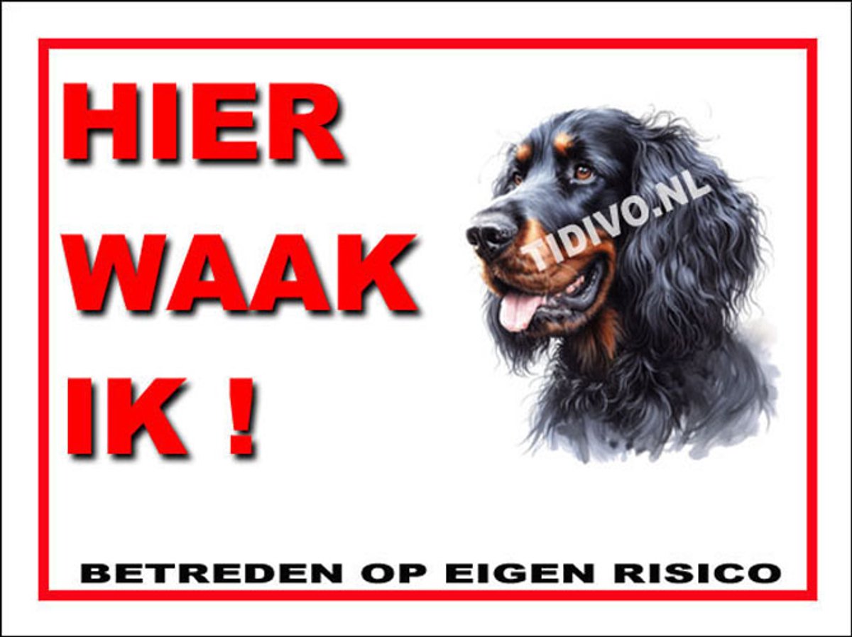 Gordon Setter 3