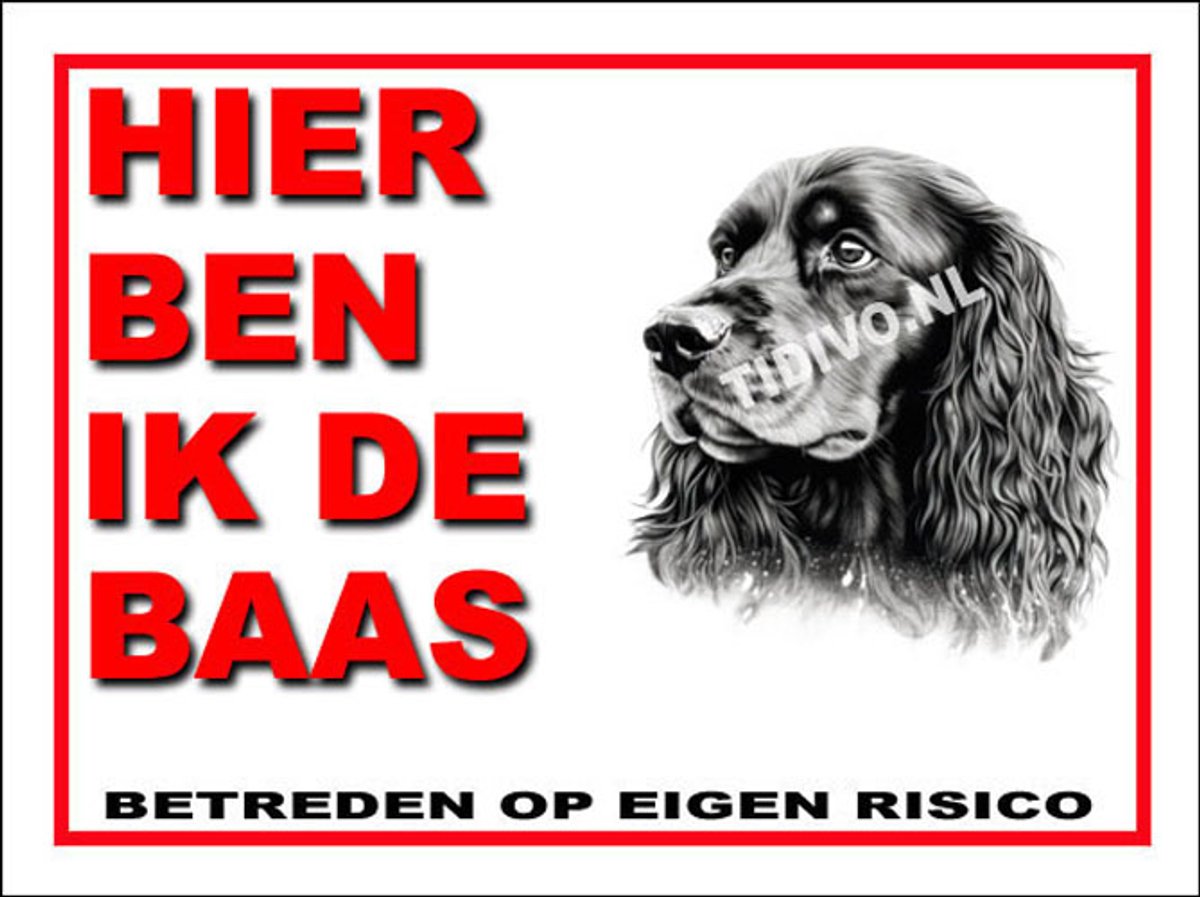 Ierse Water Spaniel 2
