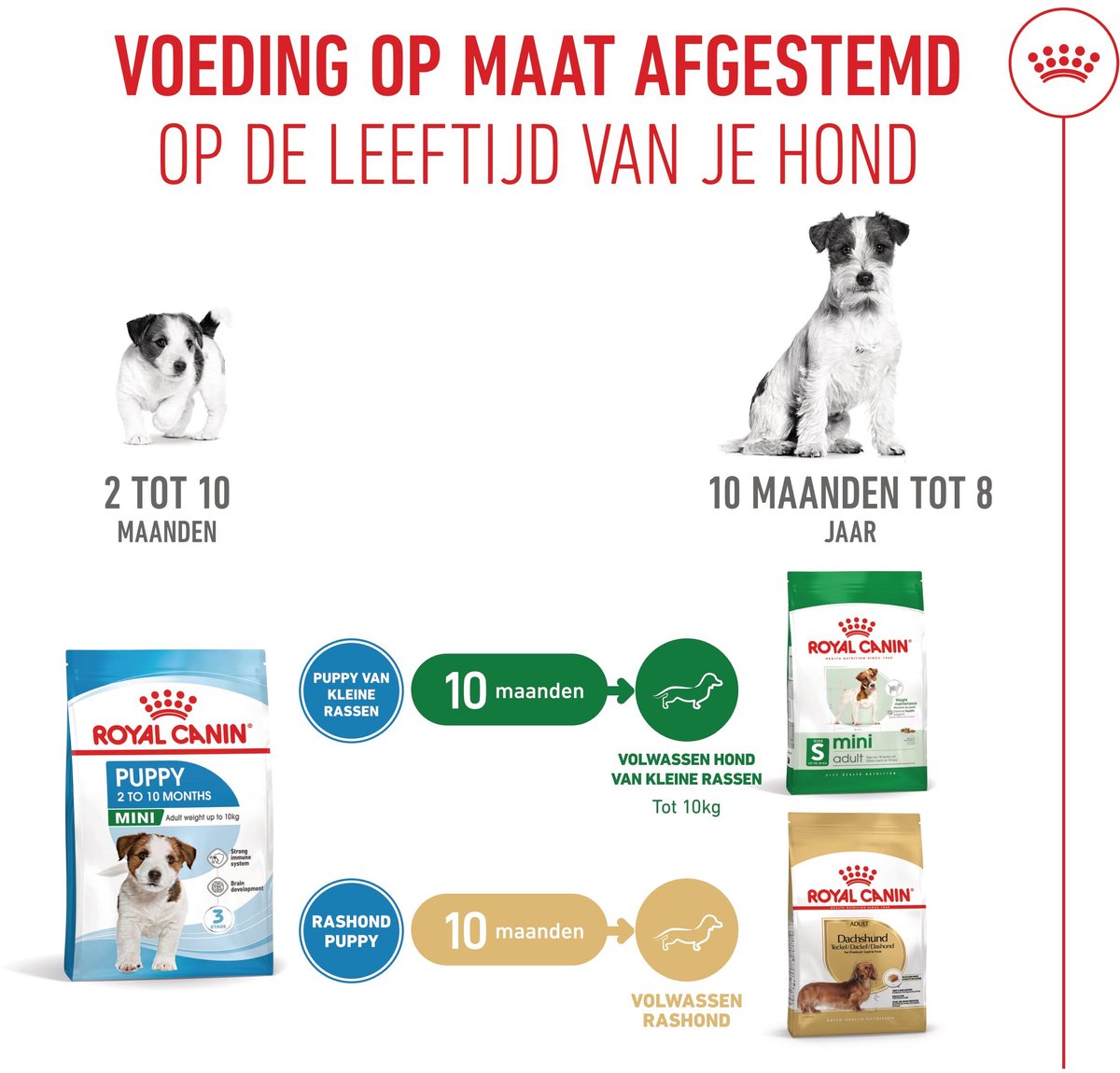 Royal Canin Puppy Mini - 2 KG - Hondenbrokken thumbnail 6