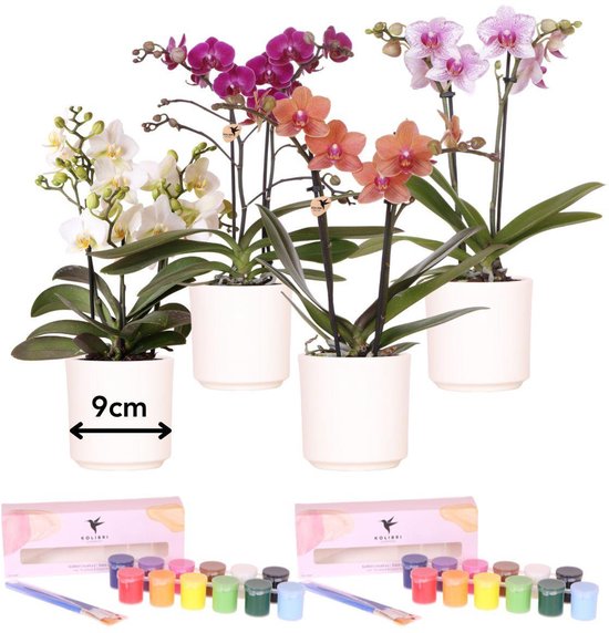 Kolibri Creatives | Verfpakket voor het schilderen van 4 bloempotten + orchideeën | voor 4 personen | Beginnende artiest