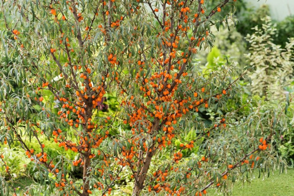 Arbustes de haie - Un ensemble 1 - Hippophae rhamnoides - (2L) 30-40 cm