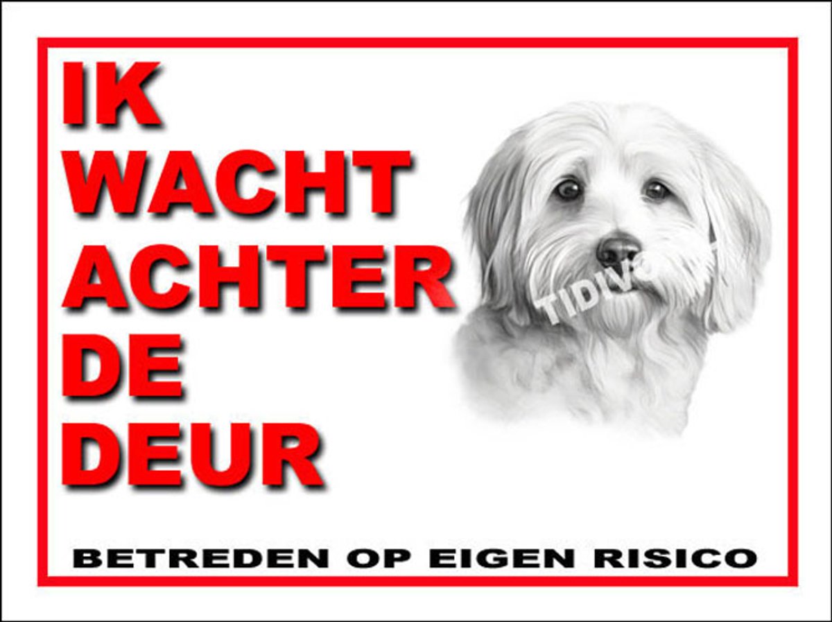 Coton de Tuléar 10