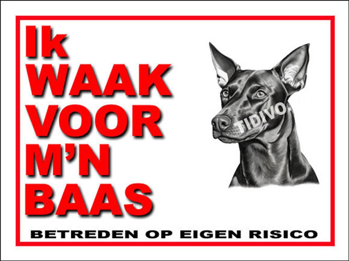 Duitse Pinscher Dwerg 9