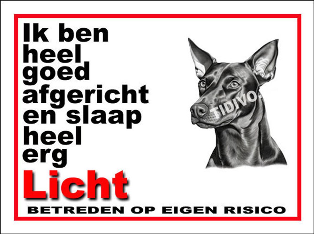 Duitse Pinscher Dwerg 4