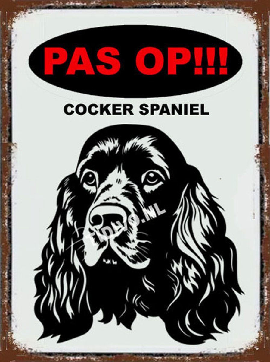 Cocker Spaniel 17
