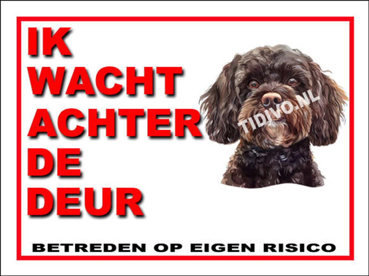Cavapoo 10