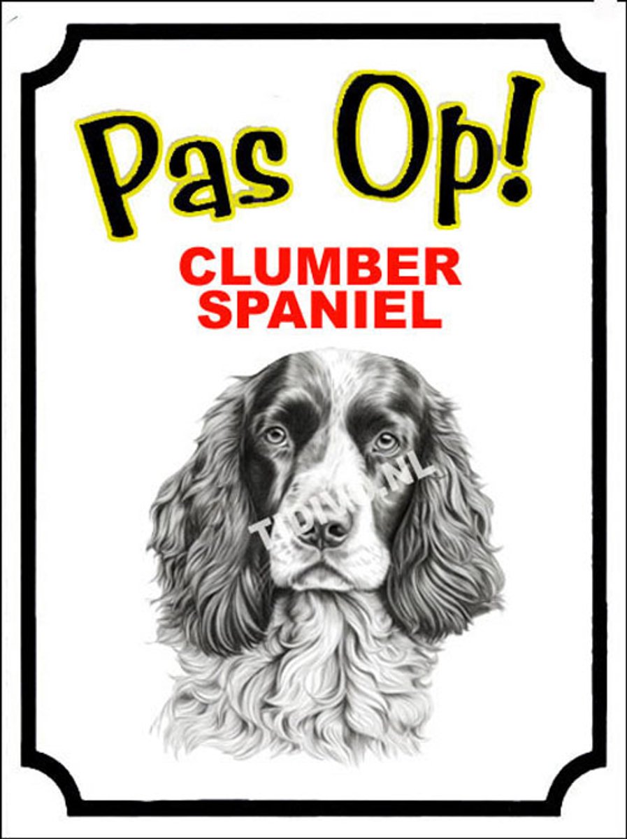 Clumber Spaniel 16