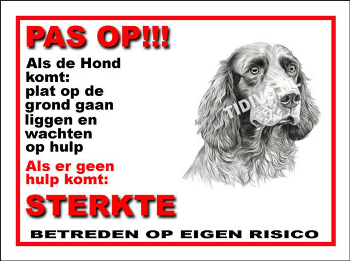 Clumber Spaniel 12
