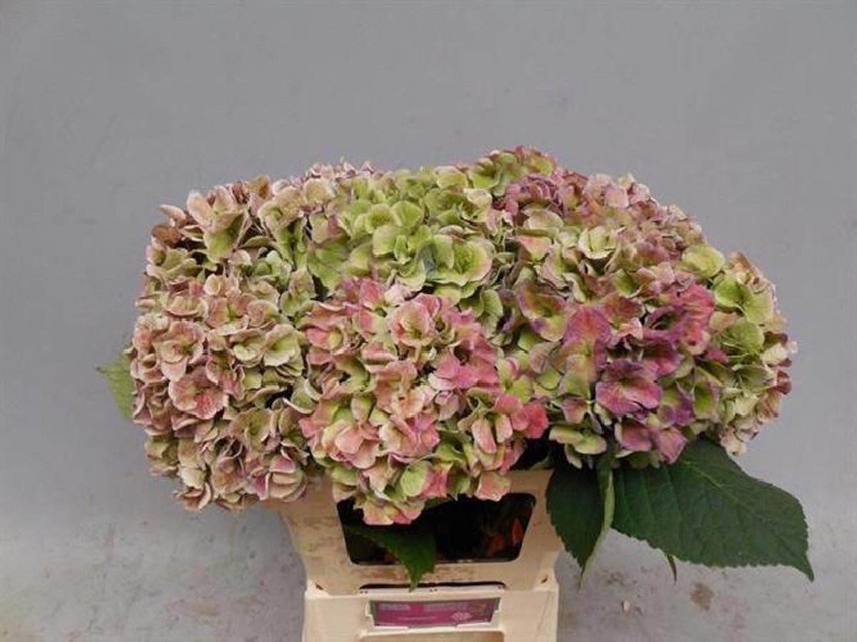 5x Hydr.marsepein classic 60cm