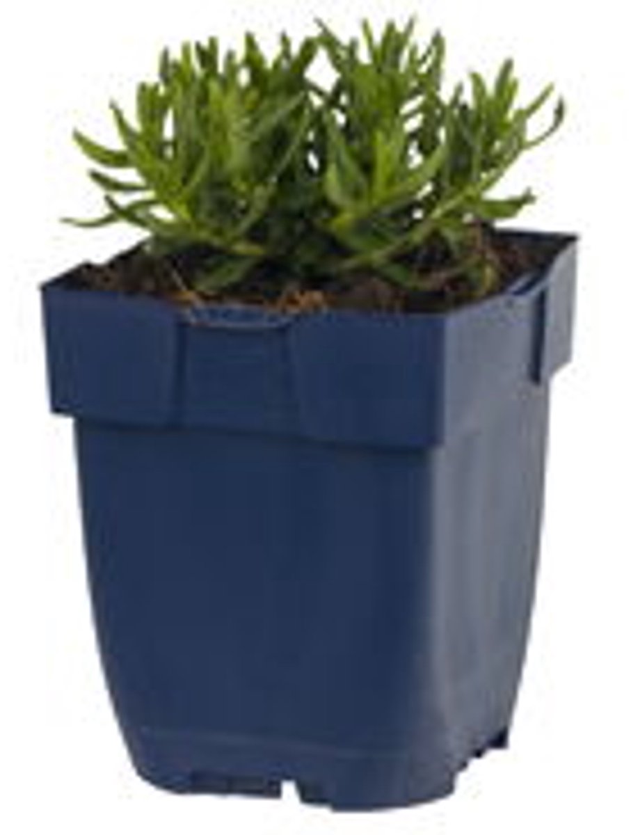 Griffioen - Lithodora diff. 'Heavenly Blue'
