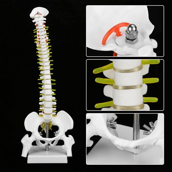 Anatomisch model Cervicale wervelkolom voordelig bestellen Anatomisch model Cervicale wervelkolom voordelig bestellen
