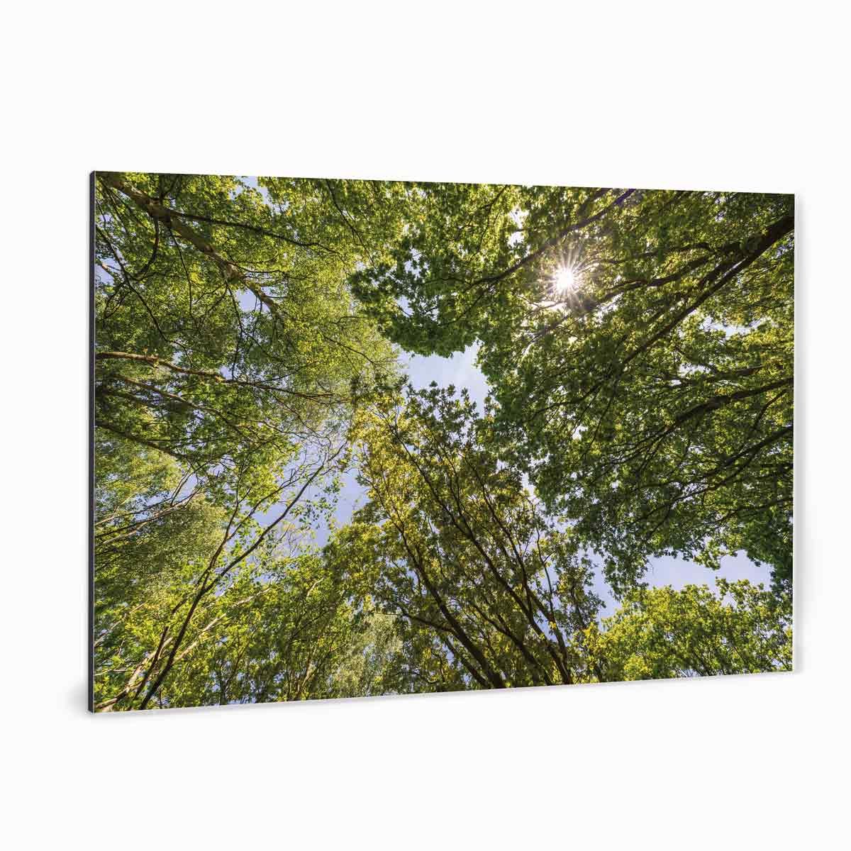 Fotoprint op aluminium - Zonlicht door bomen - 90x60 cm | Superhoge printkwaliteit afdruk | Extra stevig 4 mm Alupanel-Blauwbond | Voorzien van een matte afwerking | Inclusief UV-coating | Geschikt voor binnen én buiten