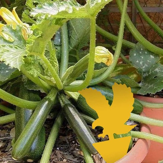 5 niet giftige kamerplanten voor je woning 5 niet giftige kamerplanten voor je woning