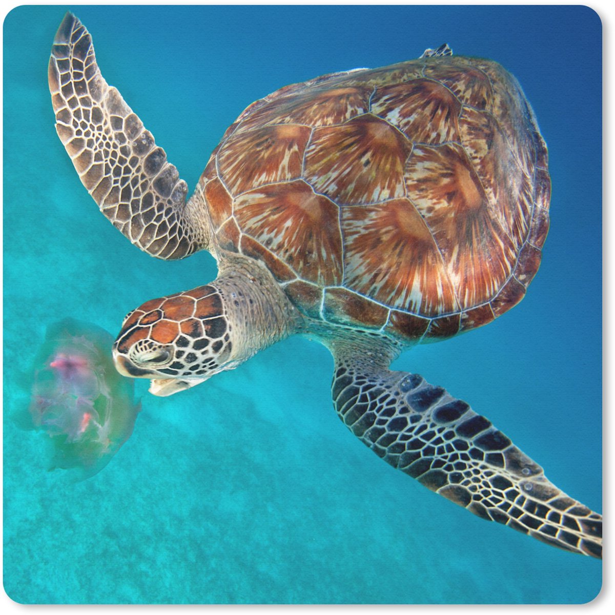 Muismat 30x30 cm - Mousepad Groene schildpad met kwal - Muismatten