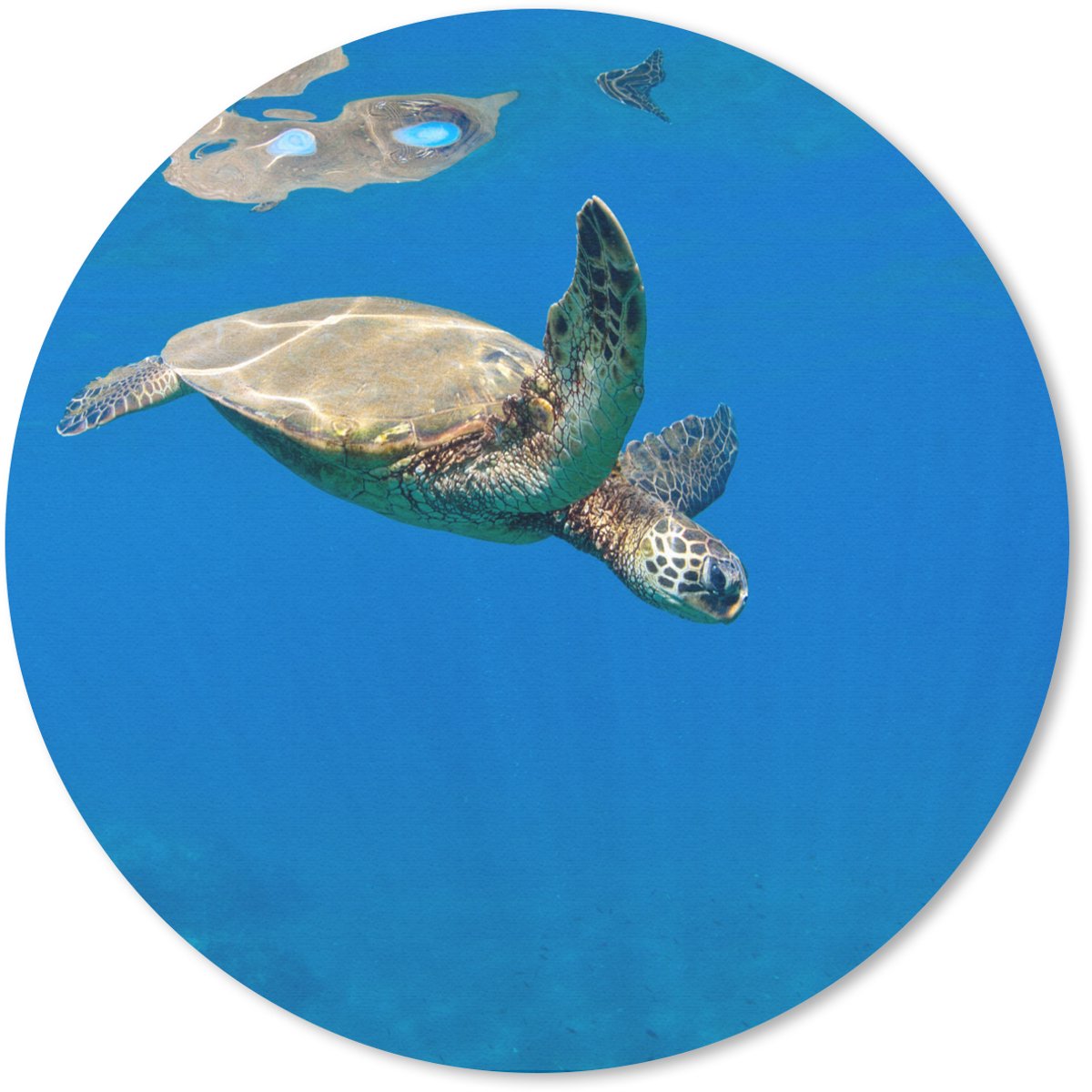 Muismat rond 50x50 cm - Mousepad Schildpad zwemmend in oceaan - Ronde muismatten