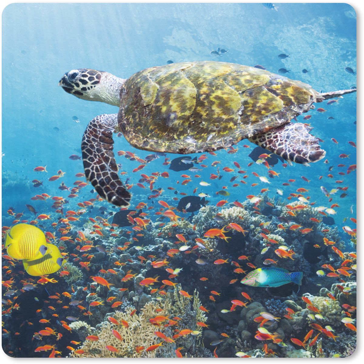 Muismat 30x30 cm - Mousepad Schildpad bij koraalrif - Muismatten